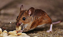 24 Hour & Emergency Exterminators in Miami Beach, FL